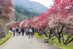 阿智村：花桃の里、5月春の花、長野県下伊那郡の観光・撮影スポットの名所