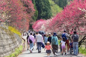 阿智村：花桃の里、5月春の花、長野県下伊那郡の観光・撮影スポットの名所