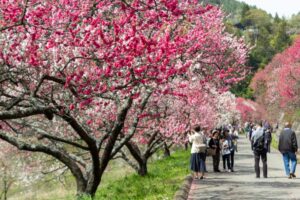 阿智村：花桃の里、5月春の花、長野県下伊那郡の観光・撮影スポットの名所