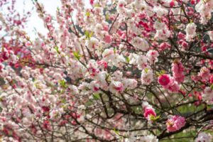 阿智村：花桃の里、5月春の花、長野県下伊那郡の観光・撮影スポットの名所