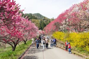 阿智村：花桃の里、5月春の花、長野県下伊那郡の観光・撮影スポットの名所