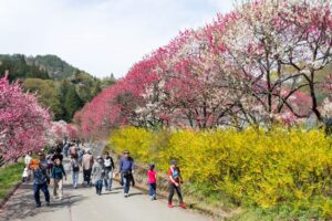 阿智村：花桃の里、5月春の花、長野県下伊那郡の観光・撮影スポットの名所