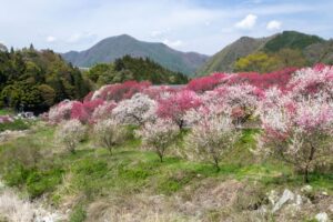 阿智村：花桃の里、5月春の花、長野県下伊那郡の観光・撮影スポットの名所