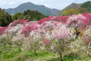 阿智村：花桃の里、5月春の花、長野県下伊那郡の観光・撮影スポットの名所