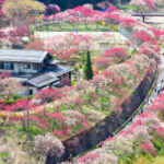 阿智村：花桃の里、5月春の花、長野県下伊那郡の観光・撮影スポットの名所