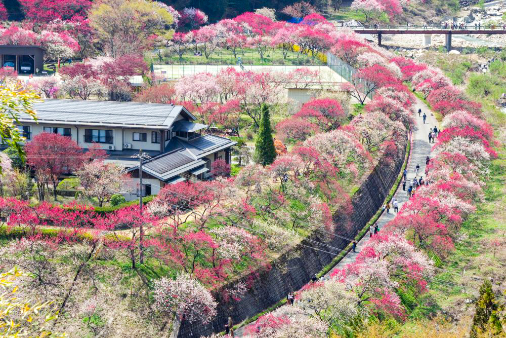 阿智村：花桃の里、5月春の花、長野県下伊那郡の観光・撮影スポットの名所