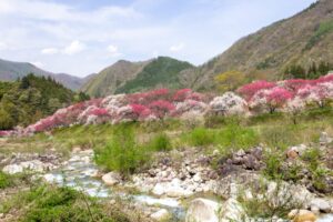 阿智村：花桃の里、5月春の花、長野県下伊那郡の観光・撮影スポットの名所