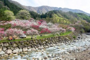 阿智村：花桃の里、5月春の花、長野県下伊那郡の観光・撮影スポットの名所