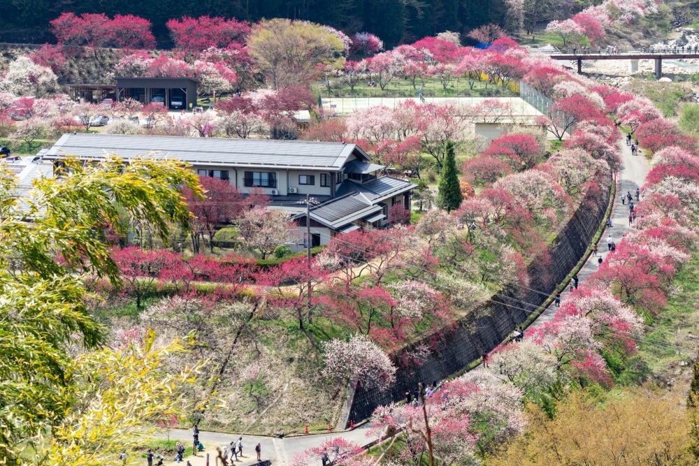 阿智村：花桃の里、5月春の花、長野県下伊那郡の観光・撮影スポットの名所