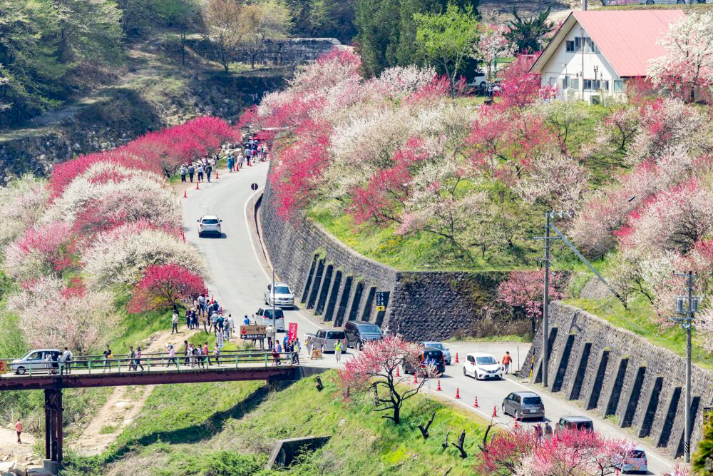 阿智村：花桃の里、5月春の花、長野県下伊那郡の観光・撮影スポットの名所