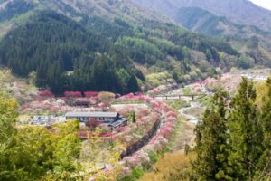 阿智村：花桃の里、5月春の花、長野県下伊那郡の観光・撮影スポットの名所