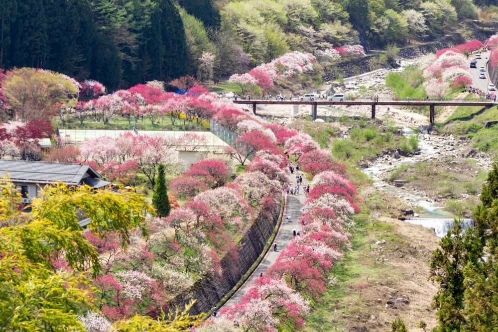 阿智村：花桃の里、5月春の花、長野県下伊那郡の観光・撮影スポットの名所