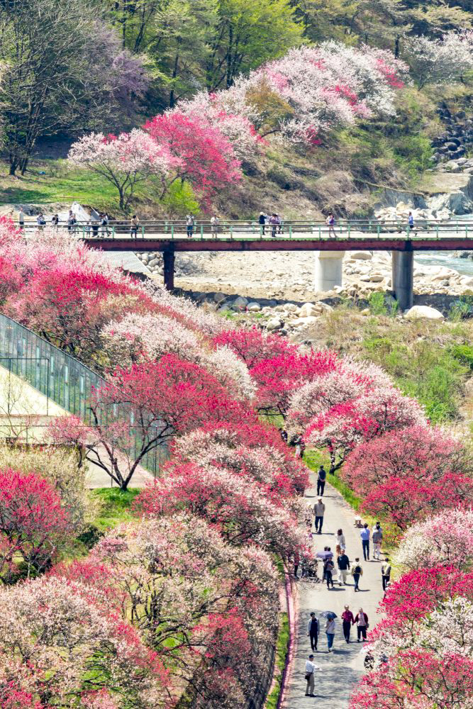 阿智村：花桃の里、5月春の花、長野県下伊那郡の観光・撮影スポットの名所