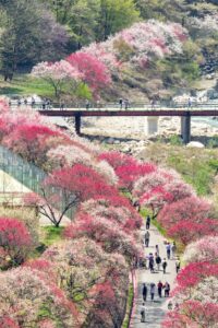 阿智村：花桃の里、5月春の花、長野県下伊那郡の観光・撮影スポットの名所