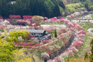 阿智村：花桃の里、5月春の花、長野県下伊那郡の観光・撮影スポットの名所