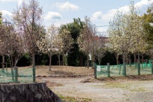 大垣市浄化センター、モクレン、3月春、岐阜県大垣市の観光・撮影スポットの名所