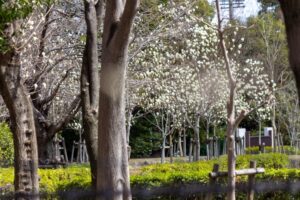 大垣市浄化センター、モクレン、3月春、岐阜県大垣市の観光・撮影スポットの名所