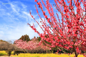 田口梅園、梅、菜の花、2月の花、三重県松阪市の観光・撮影スポットの名所