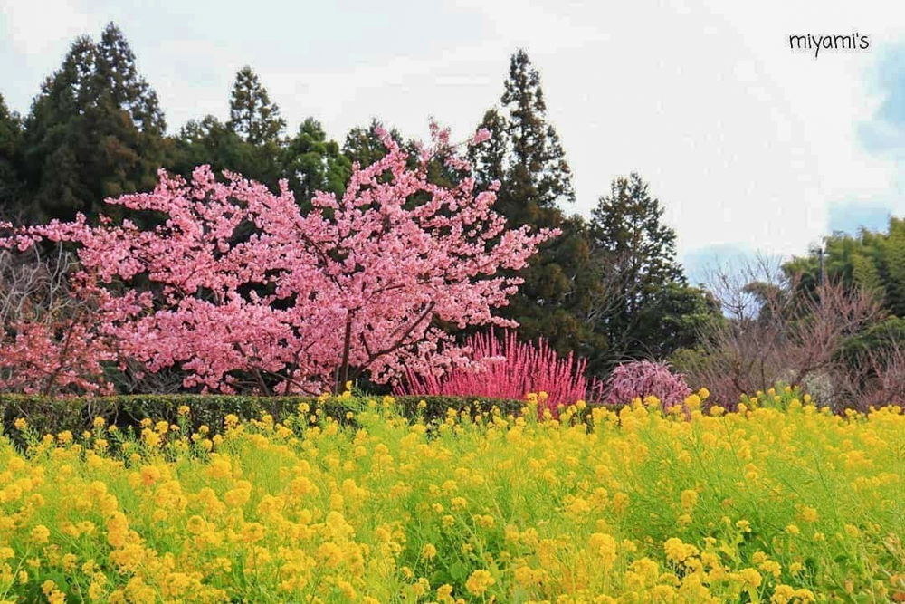 田口梅園、梅、菜の花、2月の花、三重県松阪市の観光・撮影スポットの名所