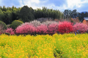 田口梅園、梅、菜の花、2月の花、三重県松阪市の観光・撮影スポットの名所