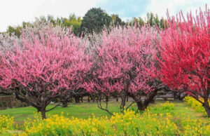 田口梅園、梅、菜の花、2月の花、三重県松阪市の観光・撮影スポットの名所
