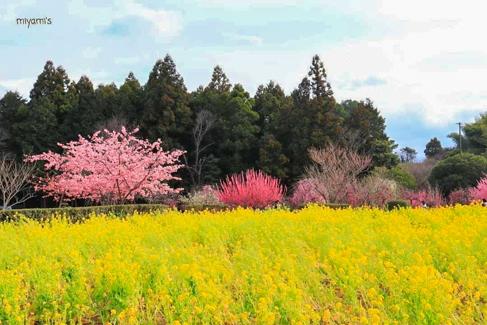 田口梅園、梅、菜の花、2月の花、三重県松阪市の観光・撮影スポットの名所