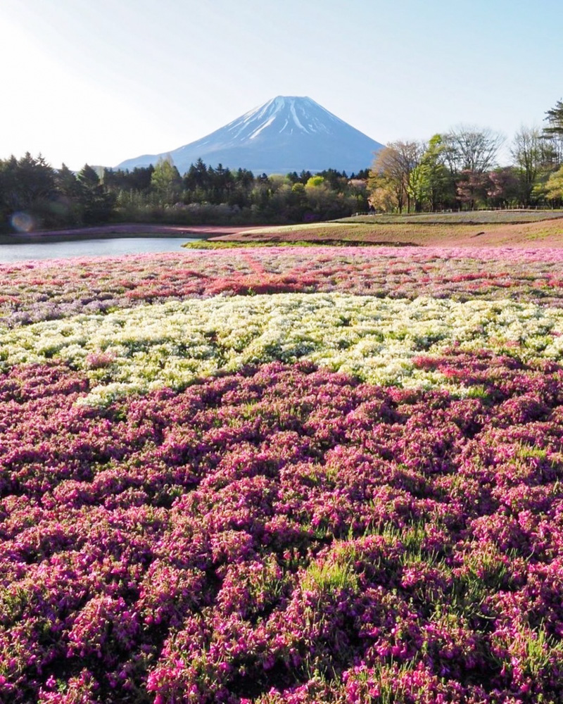 富士芝桜まつり 芝桜 山梨県南都留郡の観光 撮影スポットの名所 東海カメラマップ