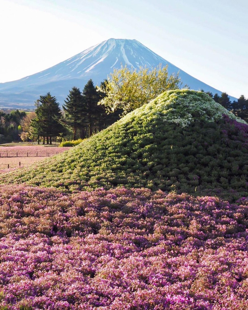 富士芝桜まつり 芝桜 山梨県南都留郡の観光 撮影スポットの名所 東海カメラマップ