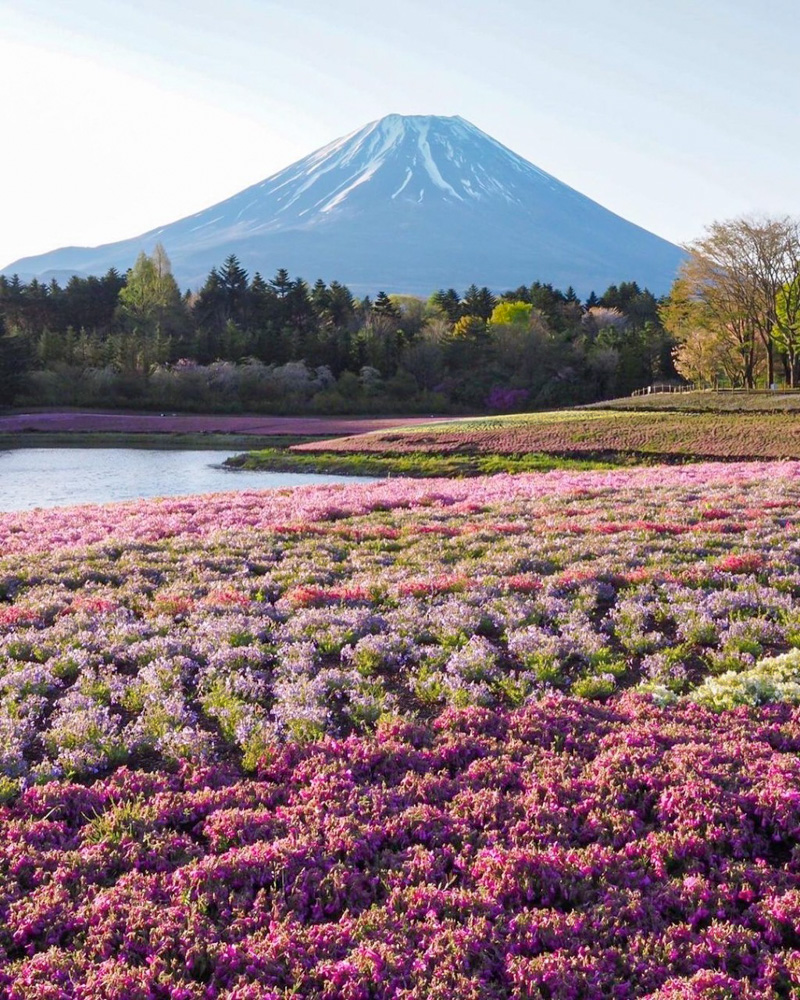 富士芝桜まつり 芝桜 山梨県南都留郡の観光 撮影スポットの名所 東海カメラマップ