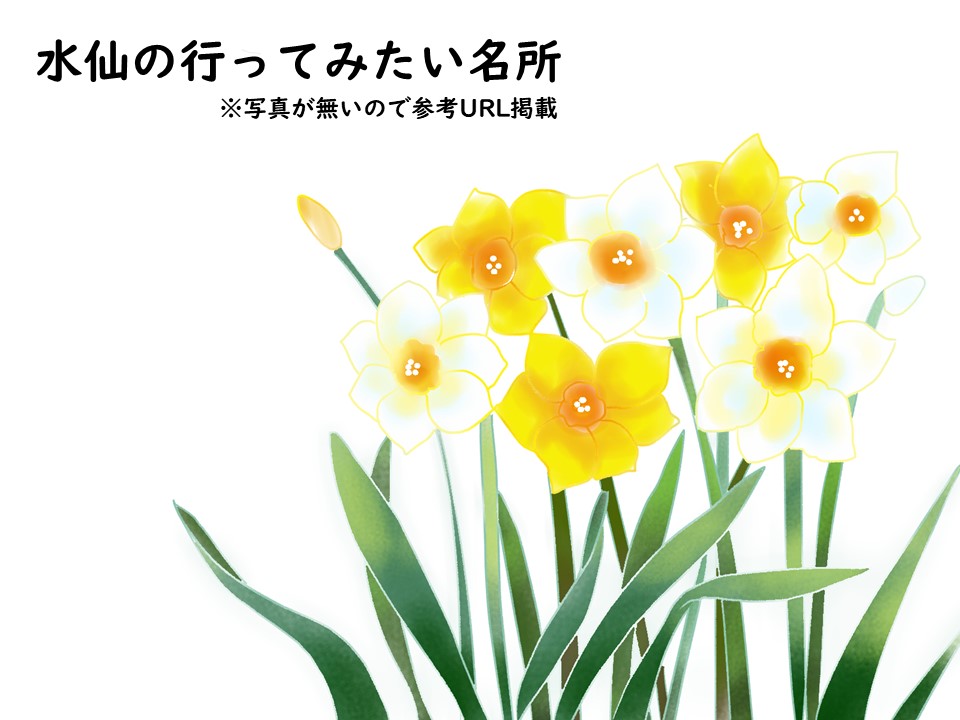 信州国際音楽村 水仙 長野県上田市の観光 撮影スポットの名所 東海カメラマップ