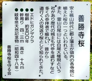 善勝寺、桜、４月の春の花、岐阜県郡上市の観光・撮影スポットの名所