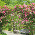 アカオハーブ＆ローズガーデン、バラ、5月の春のj花、静岡県熱海市の観光・撮影スポットの名所