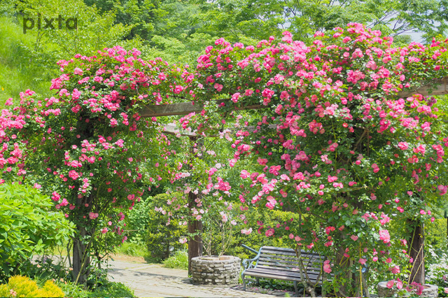 アカオハーブ＆ローズガーデン、バラ、5月の春のj花、静岡県熱海市の観光・撮影スポットの名所