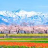 あさひ舟川の四重奏、桜、チューリップ、菜の花、残雪の朝日岳、4月春の花、富山県下新川郡の観光・撮影スポットの名所