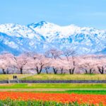 あさひ舟川の四重奏、桜、チューリップ、菜の花、残雪の朝日岳、4月春の花、富山県下新川郡の観光・撮影スポットの名所