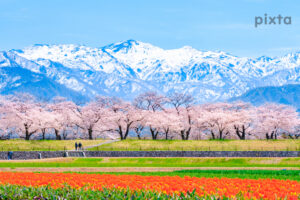 あさひ舟川の四重奏、桜、チューリップ、菜の花、残雪の朝日岳、4月春の花、富山県下新川郡の観光・撮影スポットの名所