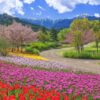国営アルプスあづみの公園 、チューリップ、4月の春の花、長野県安曇野市の観光・撮影スポットの名所