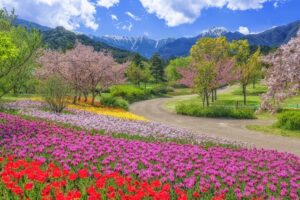 国営アルプスあづみの公園 、チューリップ、4月の春の花、長野県安曇野市の観光・撮影スポットの名所