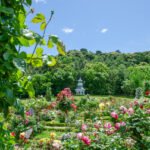 河津バガテル公園、バラ、5月の夏の花、静岡県賀茂郡の観光・撮影スポットの名所