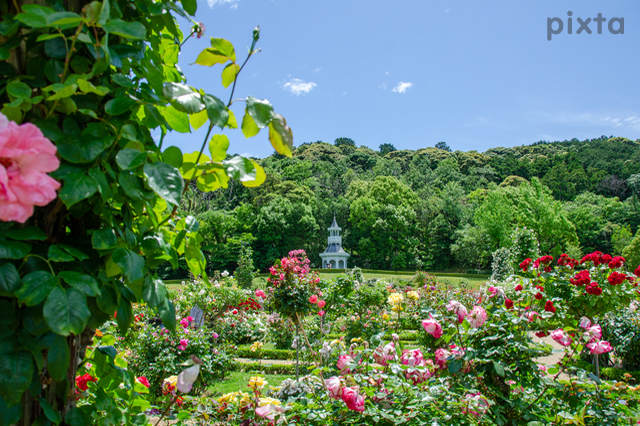 河津バガテル公園、バラ、5月の夏の花、静岡県賀茂郡の観光・撮影スポットの名所