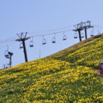 びわ湖バレイ、水仙、4月の春の花、滋賀県大津市の観光・撮影スポットの名所