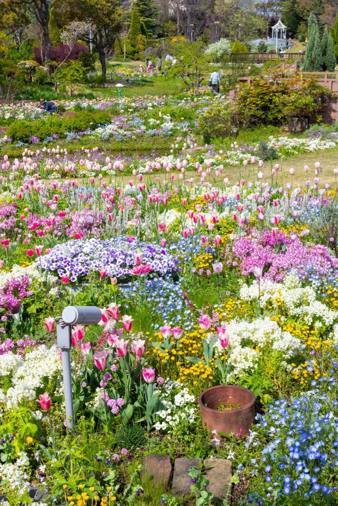 ブルーボネット、チューリップ、４月春の花、名古屋市港区の観光・撮影スポットの画像と写真
