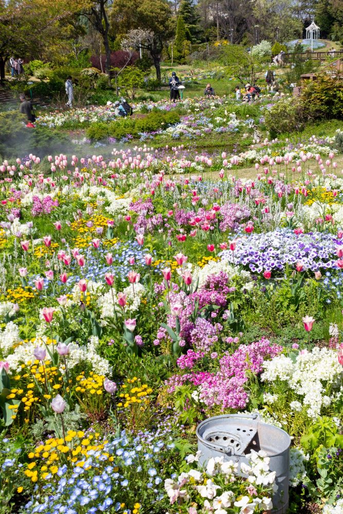 ブルーボネット、チューリップ、４月春の花、名古屋市港区の観光・撮影スポットの画像と写真