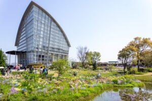 ブルーボネット、４月春の花、名古屋市港区の観光・撮影スポットの画像と写真