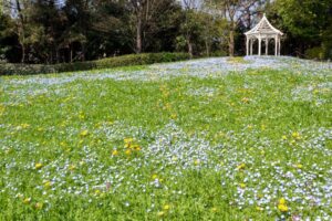 ブルーボネット、ネモフィラ、４月春の花、名古屋市港区の観光・撮影スポットの画像と写真