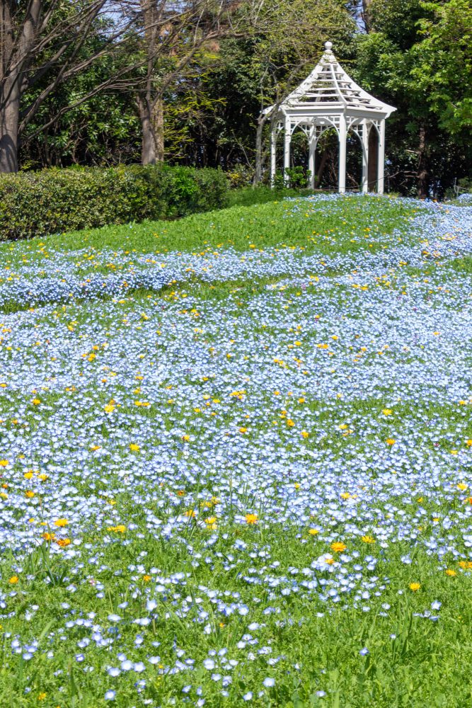 ブルーボネット、ネモフィラ、４月春の花、名古屋市港区の観光・撮影スポットの画像と写真