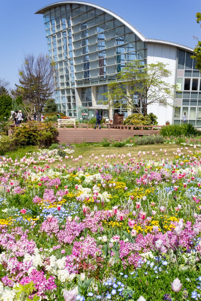 ブルーボネット、４月春の花、名古屋市港区の観光・撮影スポットの画像と写真