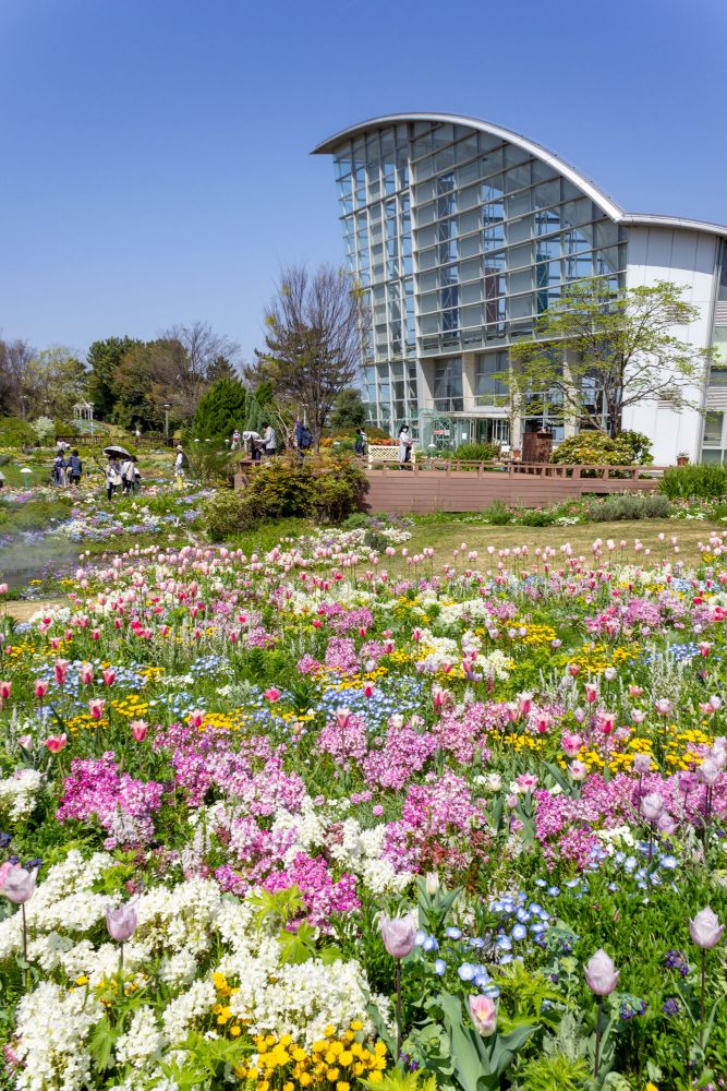 ブルーボネット、４月春の花、名古屋市港区の観光・撮影スポットの画像と写真