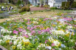 ブルーボネット、４月春の花、名古屋市港区の観光・撮影スポットの画像と写真