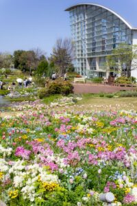 ブルーボネット、４月春の花、名古屋市港区の観光・撮影スポットの画像と写真
